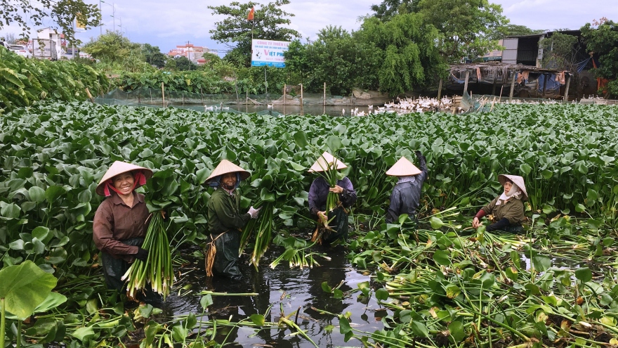 Loại cây mọc dại trở thành hàng xuất ngoại đắt giá